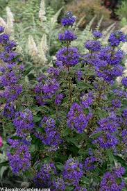 Image result for Caryopteris odorata
