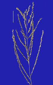 Image result for Leptochloa panicea