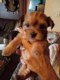 Ask your breeder about the puppy's parents' sizes for more specific information about your puppy's size. Yorkiepoo Puppies For Sale Flint Mi 316154 Petzlover