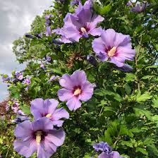 Image result for Hibiscus schinzii