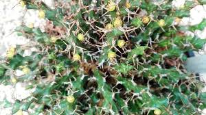 Image result for Euphorbia schinzii