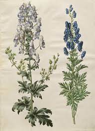 Pin By Smk On Flowers Botanical Artwork Botanical Prints Vintage Illustration Art