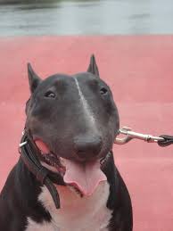 Black And White English Bull Terrier Puppy Black And White English Bull Terriers White Bull Terrier Bull Terrier Dog