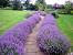 Lavender Quilt