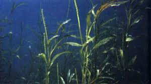 Image result for Potamogeton schweinfurthii