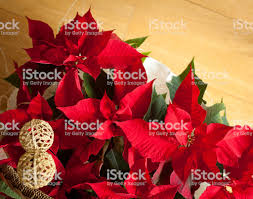 Weihnachtssternweihnachten Rote Pflanzen Und Blumen