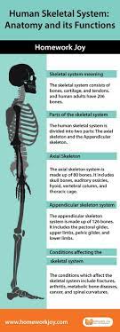 Human Skeletal System Anatomy And Its Functions Homework Joy In 2021 Human Skeletal System Skeletal System Skeletal System Anatomy