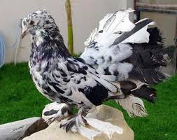 Black And White Pigeon Pictures Black Grizzled Indian Fantail Show Pigeon Pigeon Breeds Pigeon Pictures Fantail Pigeon