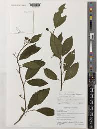 Image result for Faurea wentzeliana