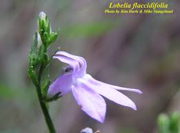 Image result for Lobelia flaccida