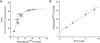 Smooth muscle lines the inside of blood vessels and organs, such as the stomach, and is also known as visceral muscle. Translocation Of Rhoa Associated With Ca2 Sensitization Of Smooth Muscle Journal Of Biological Chemistry
