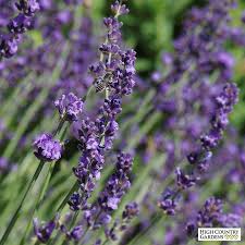 Sharon Roberts English Lavender Lavender Plant English Lavender Purple Flowers Garden