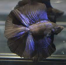 Many homes and offices use these colorful fish almost like decorations to brighten up their space. Live Betta Fish Huge Fins Rare Super Black Metallic Doubletail Male Betta Fish Betta Fish