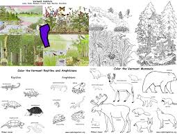 The coloring pages are of high quality. Vermont S Animals And Habitats Bundle Downloadable Only