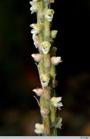 Image result for Hetaeria occidentalis