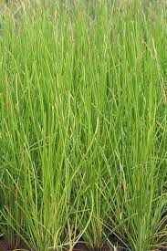 Maybe you would like to learn more about one of these? Chinese Water Chestnut Eleocharis Dulcis Life Is A Garden