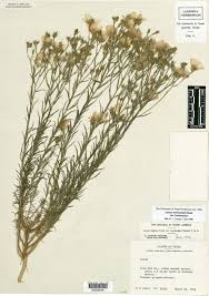 Image result for Linaceae