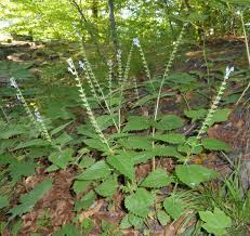 Image result for Tetradenia urticifolia