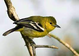 Dengan begitu, burung akan terhindar dari stres dan bingung. Download Suara Burung Cipoh Kacat Di Alam Liar Mp3 Harga