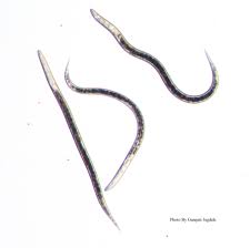 Image result for Nematopoa