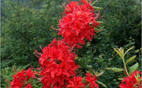 Knaphill Red Native Azalea Rhododendron 1 Gallon Azalea Shrubs Buy Plants Online Azalea Shrub Azalea Flower Azaleas