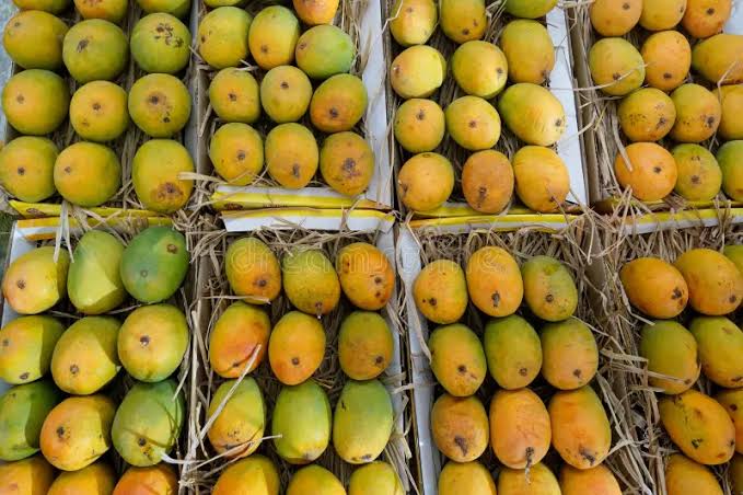 Nepal Restricts Mango Imports from India Over Quality and Quarantine Concerns