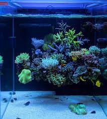 Orphek Atlantik V4 Led Lighting Saltwater Aquarium Fish Saltwater Aquarium Reef Aquarium