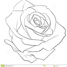 Pencil tattoo realistic rose drawing. Rose Tattoo Tattoo Collection Page 89 Rose Outline Roses Drawing Flower Drawing