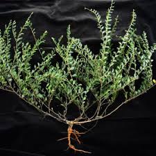 Image result for Ptycholobium plicatum