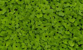 Image result for Micrargeriella