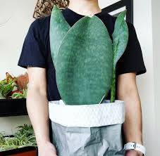 Whale fin sansevieria is also known as sansevieria masoniana, mason's snake plant, congo snake plant, and whale fin plant. Sanseveria The Ultimate Guide Everything About Your Sanseveria