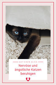 Nervose Und Angstliche Katzen Beruhigen Katzen Beruhigen Katzen Katzen Korpersprache