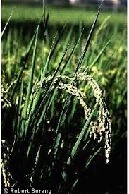 Image result for Oryza