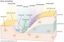 Image result for which cells function to maintain bone matrix? course hero
