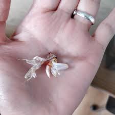 As amny of you guys know i got an orchid mantis at the reptile expo that i went to a few weeks back! My Orchid Mantis Fell During His Mold Is There Anything I Can Do For Him Mantids