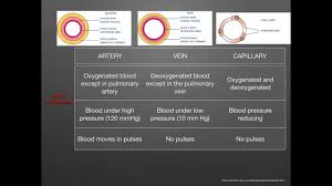 So you want to learn entity relationship diagrams? As Level G 1 Arteries Veins Capillaries Ms Cooper Youtube