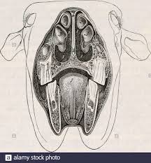 Muqueuses High Resolution Stock Photography And Images Alamy