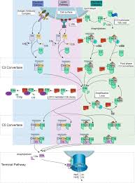 The complement system in the retina