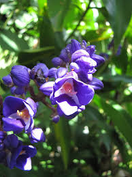 Image result for Dichorisandra