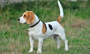 Assuming raisins keep all the toxicological properties of grapes after drying, that would translate to about 2g of raisins (or about 4 raisins) per kg. Help My Dog Ate Raisins Canna Pet