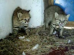 Feb 19, 2018 · 2. Kittens Pampas Cat Youtube