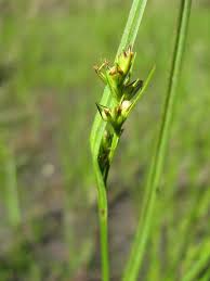 Image result for Scleria