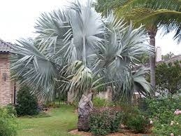 The bismarck palm's بسمارك النخيل stout trunk and symmetry of the huge crown lends a formal note while the startling blue green foliage amplifies the visual impact of this big beauty. Bismarckia Wikipedia