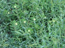 Image result for Pedalium