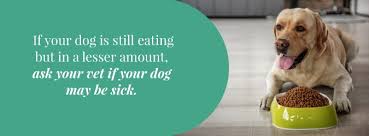 Taking your dog's temperature with a thermometer is the only real way to diagnose a fever (see box, below). Is My Dog Dying Learn The Signs How To Comfort Say Goodbye To Your Dog