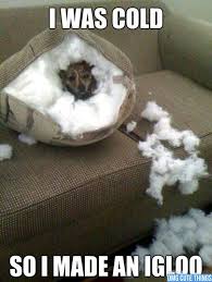 33 Hilarious Dog Pictures Funnyanimals Funnydogs Funnypics Funnymemes Memes Funny Dog Pictures Funny Animals Funny Animal Pictures