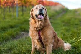 These health testings set us apart from many other breeders. Golden Retreiver Breeders In Ny New York Golden Retriever Breeders Reviewed Breeder Review