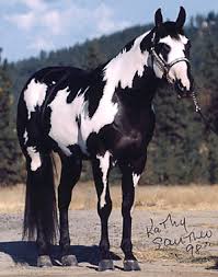 Black White And Brown Paint Horses She Looks Like My Black And White Paint Horse That Died Last Summer Her Name Was Bubblegum I Didnt Name Her That I Horses American Paint Horse Pretty Horses