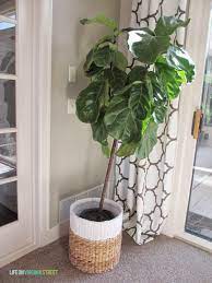 Maybe you would like to learn more about one of these? An Update On The Fiddle Leaf Fig Life On Virginia Street
