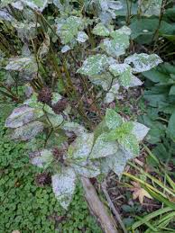 Image result for Kosteletzkya grantii